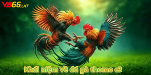 Khái niệm về đá gà thomo c3